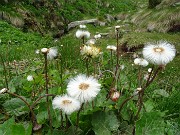 72 Tussilago farfara (Tossillagine comune) in frutto (pappi)